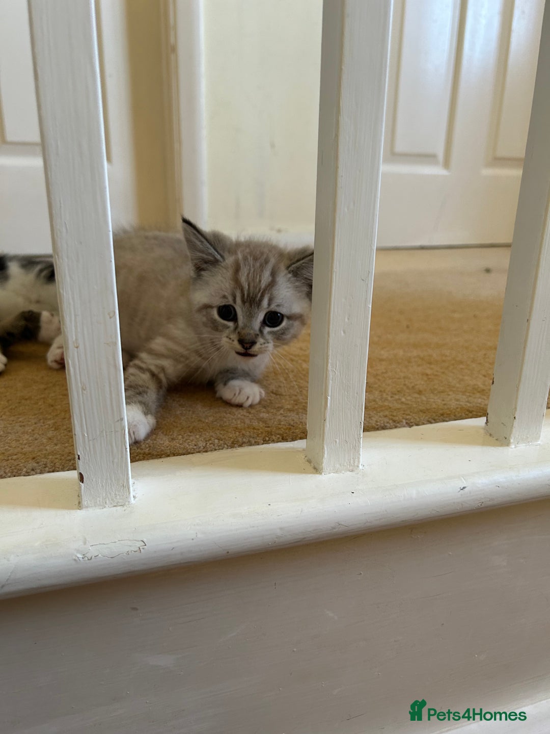 Mixed Breed cats for sale: Stunning kittens for sale  - Image 6