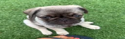 Pug dogs for sale: Absolutely Stunning KC registered Pug Puppies  - Advert 8