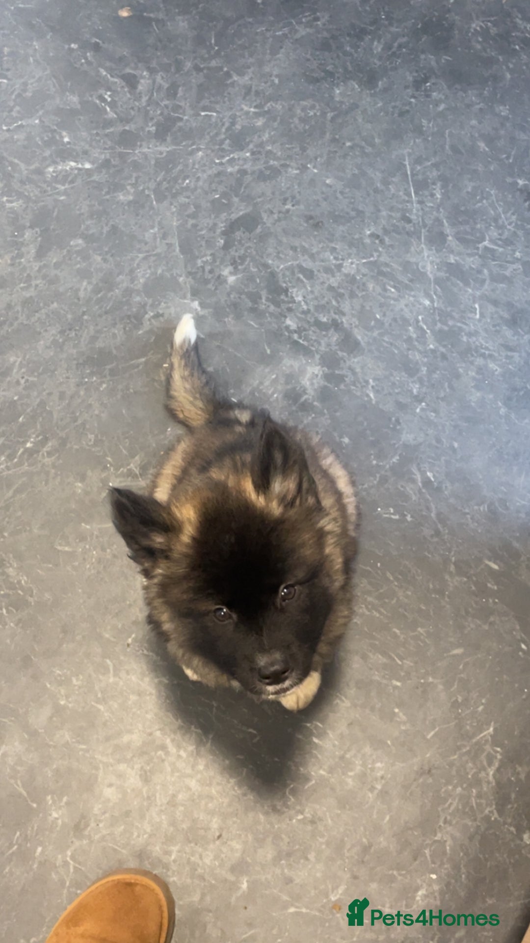 Akita dogs for sale: akita puppies  - Advert 14