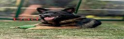 Mixed Breed dogs for sale: Belgian Malinois X German Shepherd  - Advert 4
