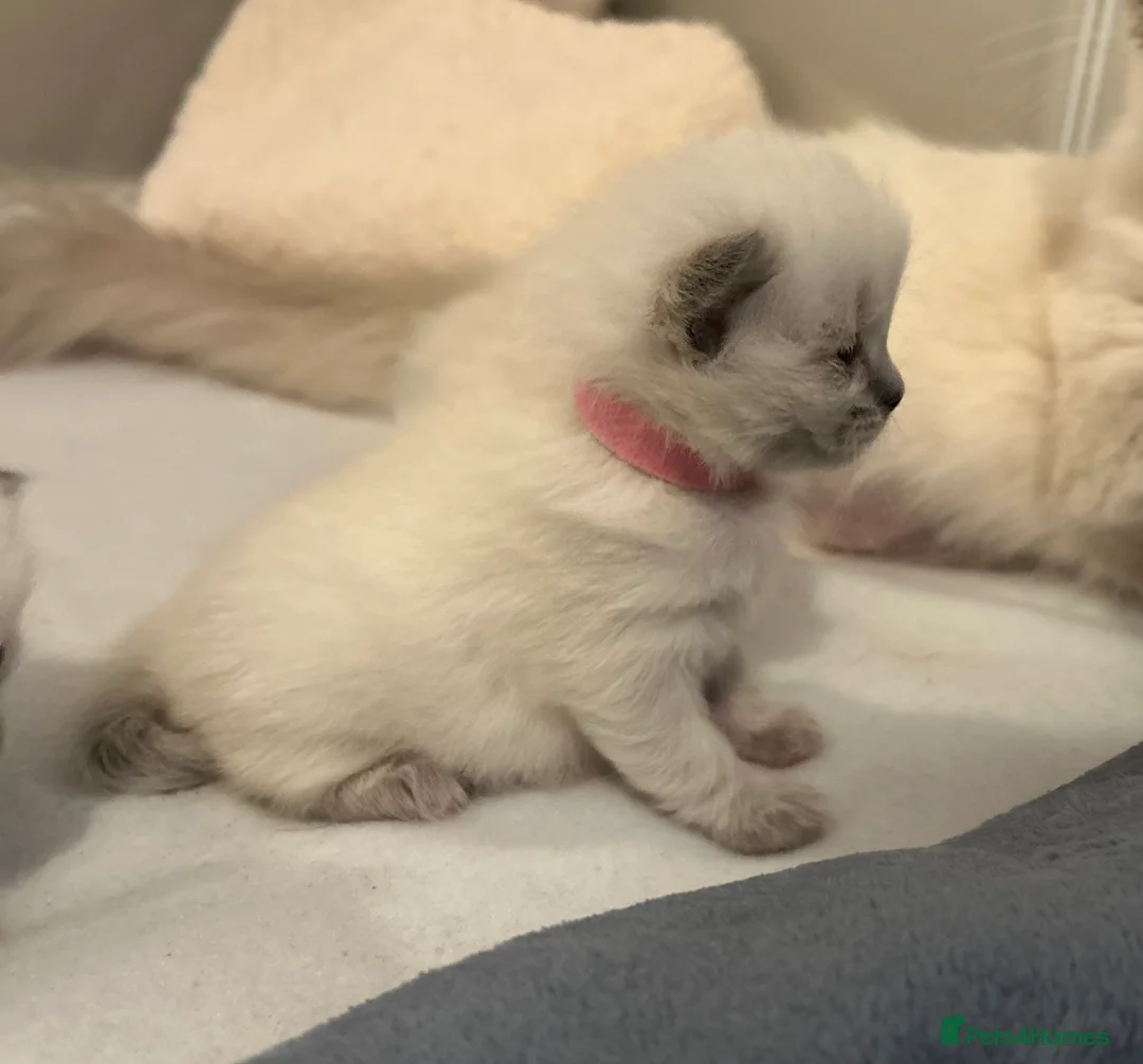 Ragdoll cats for sale: Ragdoll kittens for sale  - Advert 20