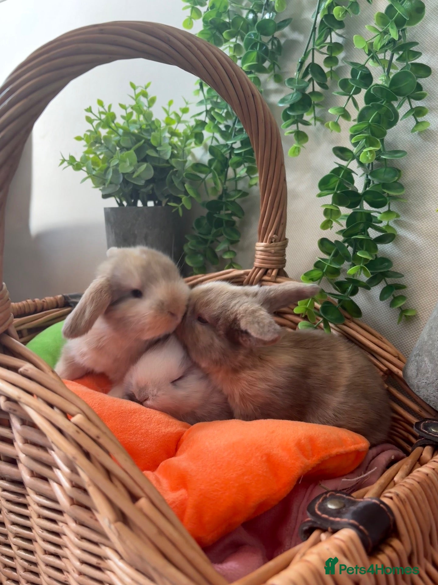 Mini Lop rabbits Stunning Mini Lop babies  - Advert 3