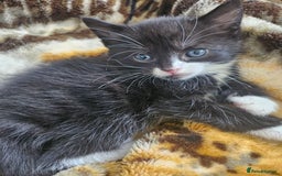 Mixed Breed cats for sale: Half Norwegian forest cat, and short haired  - Image 19