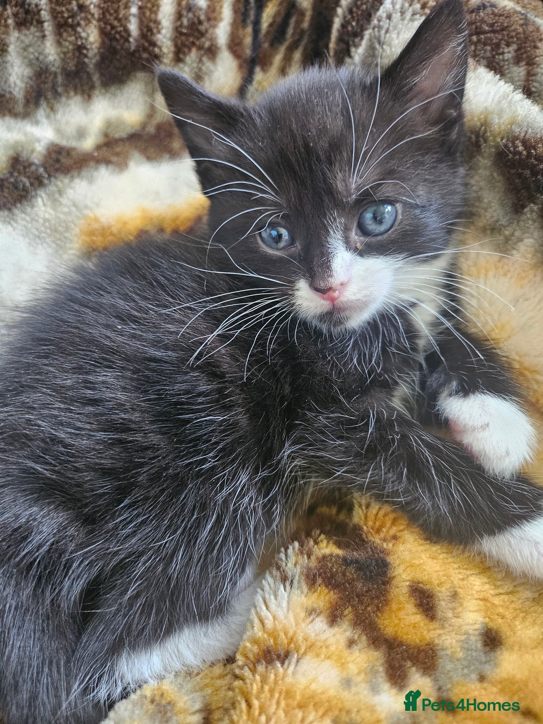 Mixed Breed cats for sale: Half Norwegian forest cat, and short haired  - Image 19