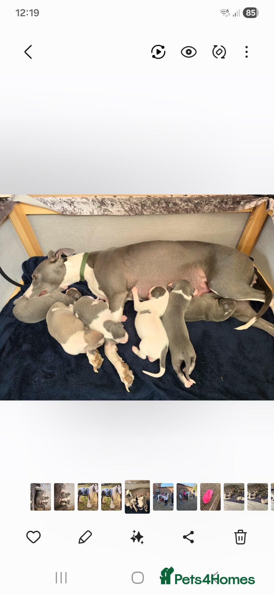 Whippet dogs Kc registered whippets.....3 girls & 3 boys  - Advert 1