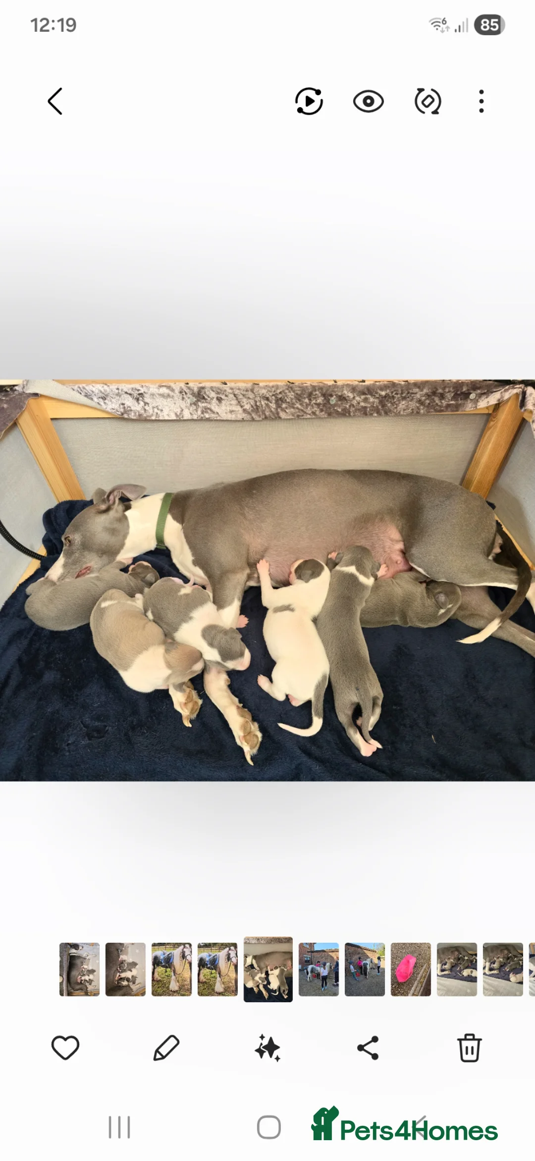 Whippet dogs for sale: Kc registered whippets.....3 girls & 3 boys  in Holywell - Advert 1