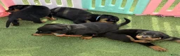 Rottweiler dogs for sale: Visionary Choice for a Loyal Rottweilers Companion in Halifax - Advert 1