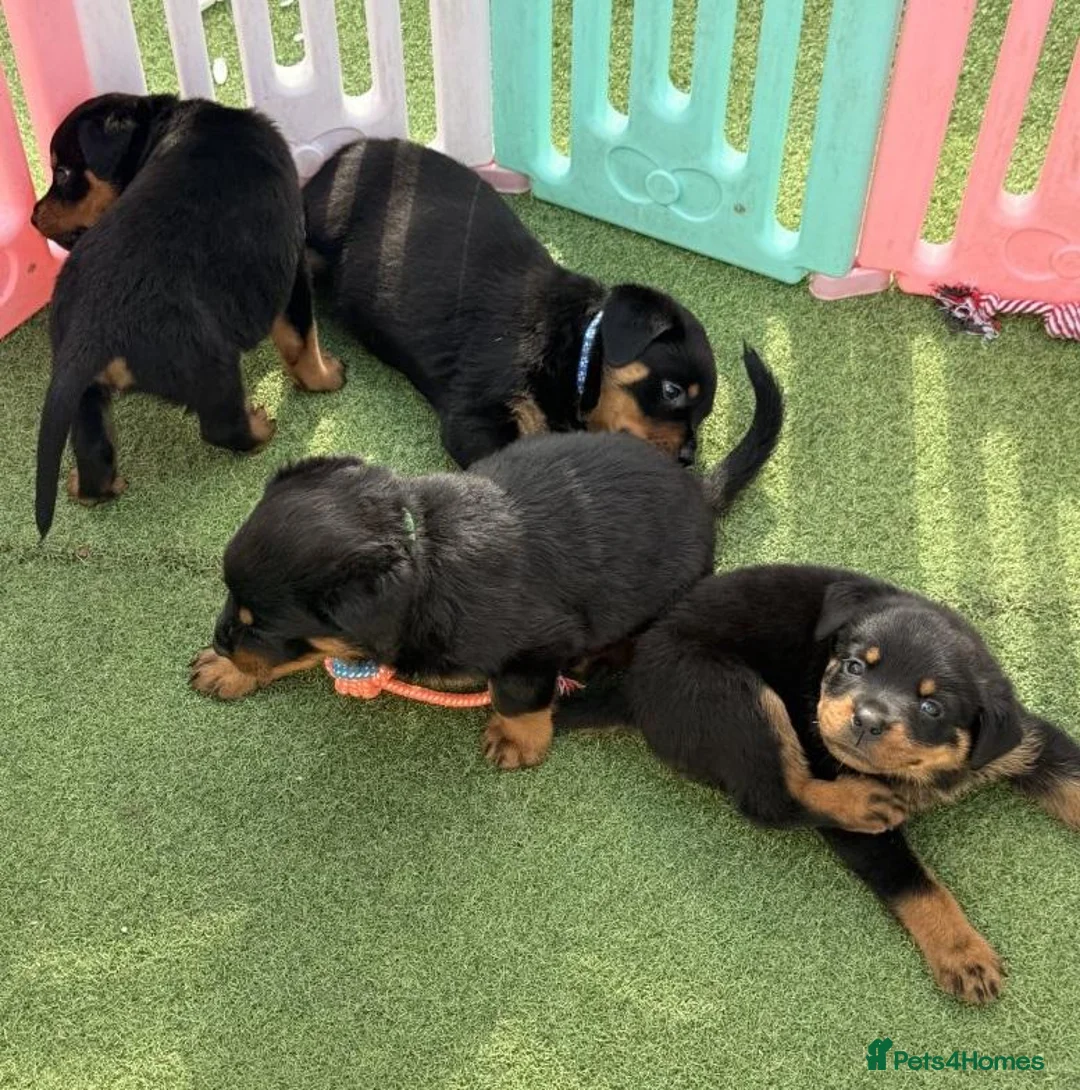 Rottweiler dogs for sale: Visionary Choice for a Loyal Rottweilers Companion in Halifax - Advert 1