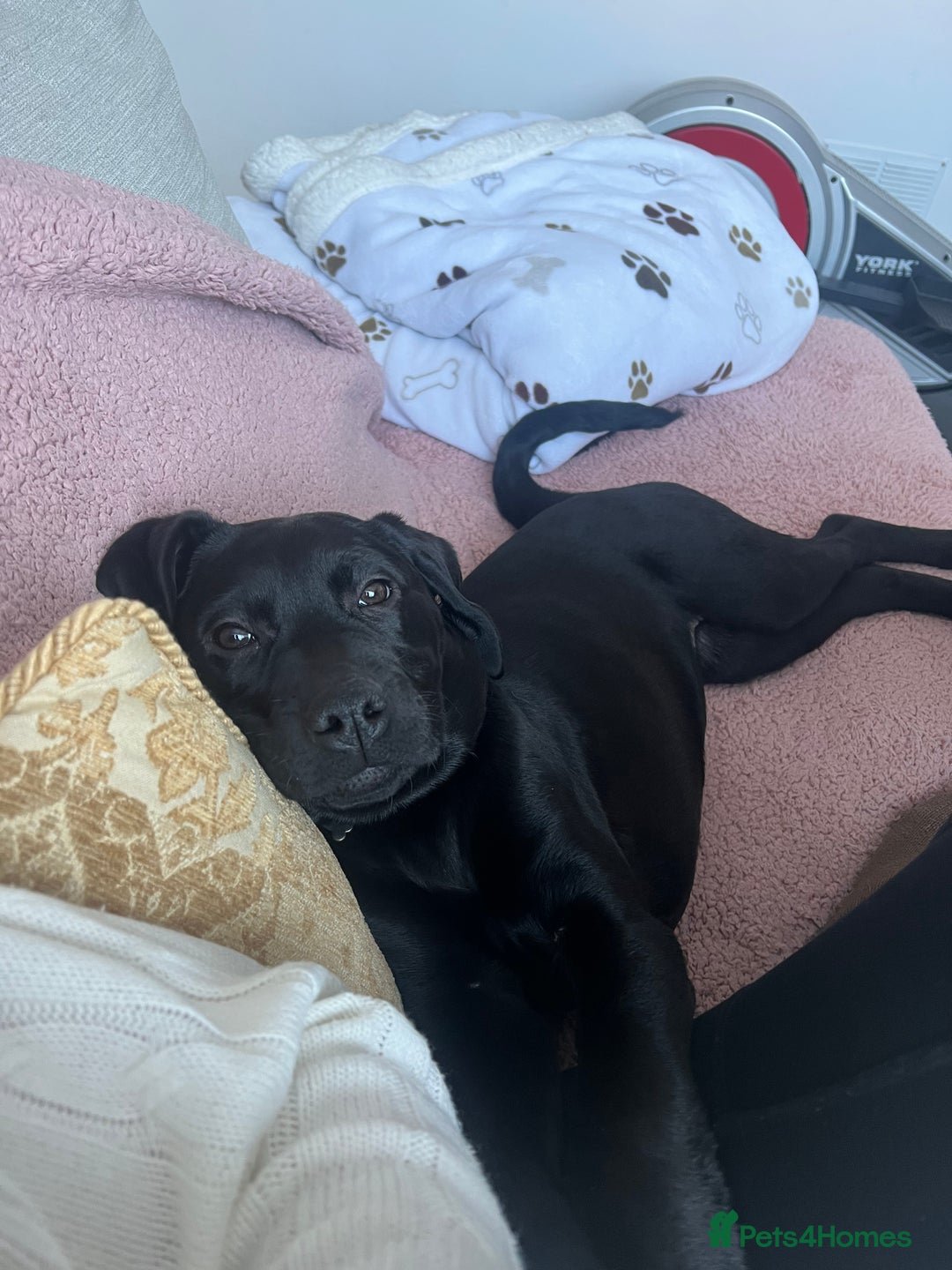 Labrador Retriever dogs for sale: Amy - stunning puppy  - Advert 4