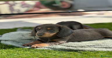 Miniature Dachshund dogs - Advert 2
