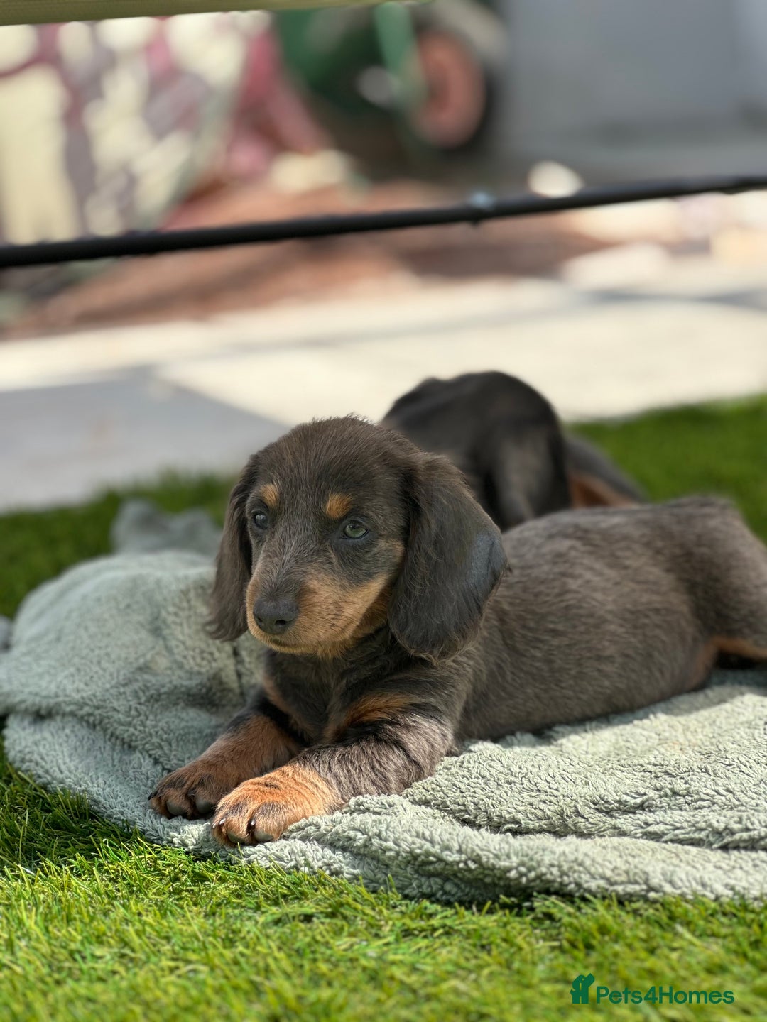 Miniature Dachshund dogs for sale: READY NOW. Miniature long hair dachshund 🤍 - Image 2