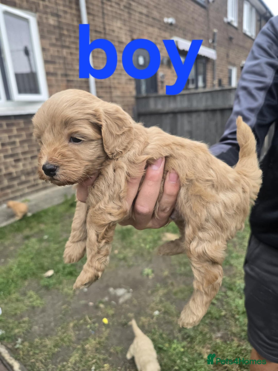 Cockapoo dogs for sale: Puppies  - Image 2