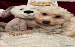 Cavapoochon dogs for sale: 2x Cavapoochon girls must go together  - Image 10