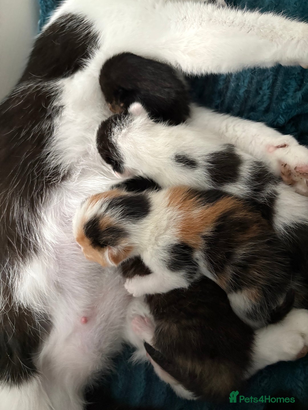 British Shorthair cats for sale: Female kitten - Image 5