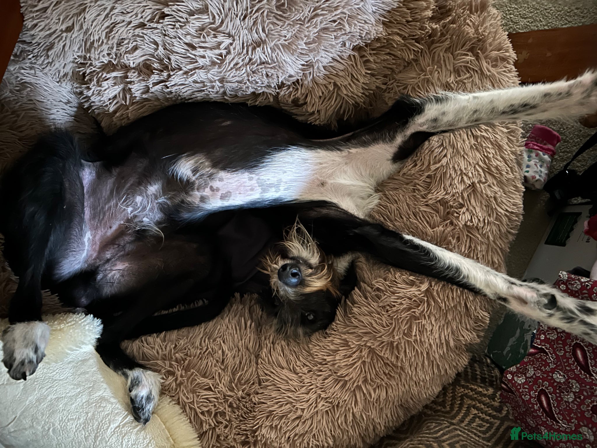 Mixed Breed dogs Lurcher - Saluki x Whippet/Bedlington  - Advert 1