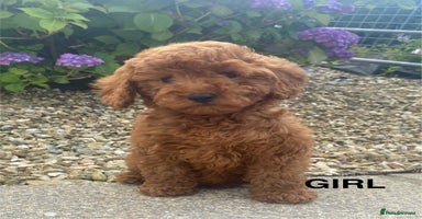 Cockapoo dogs - Advert 5
