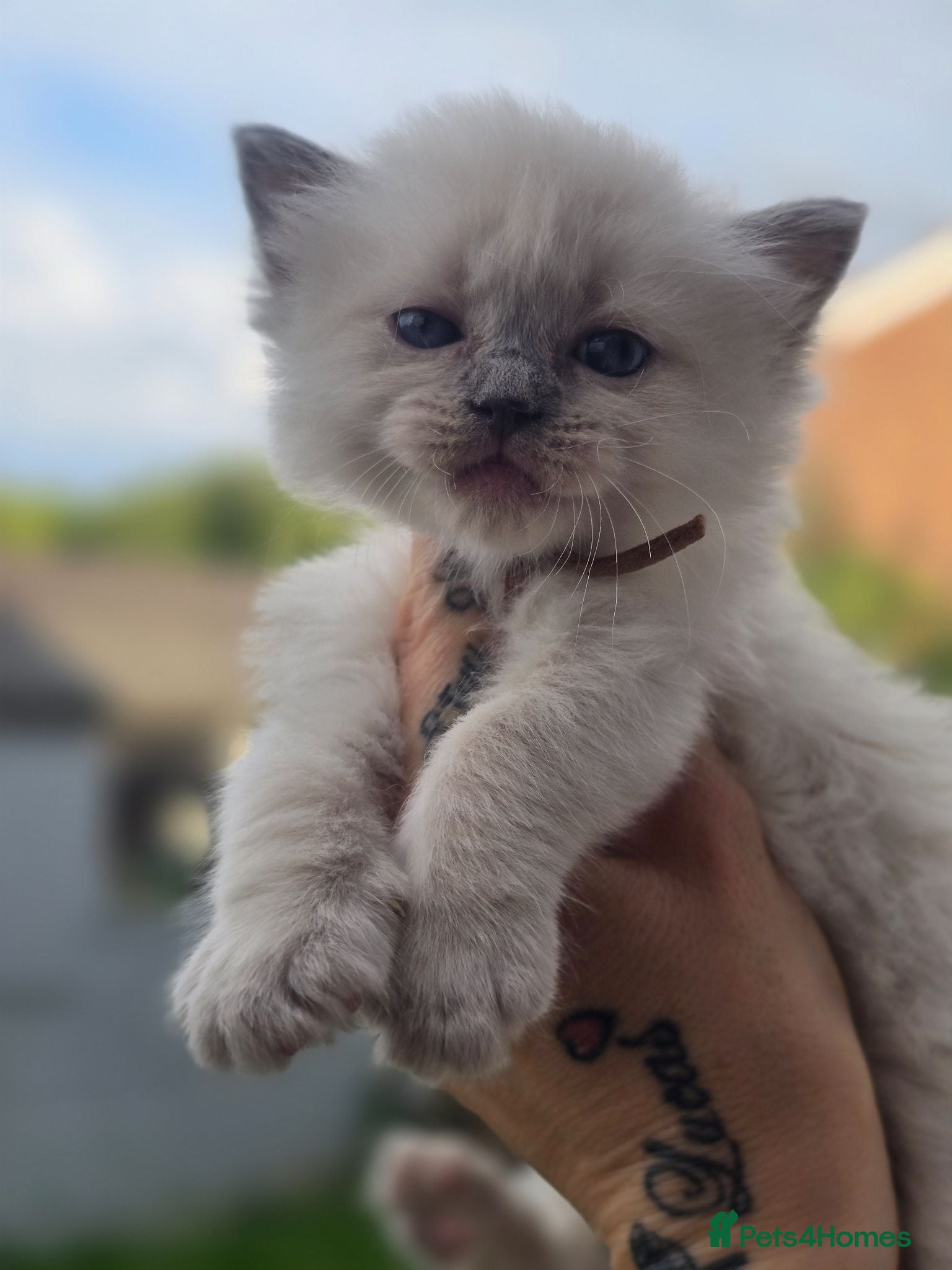Ragdoll cats 💖🐾 Beautiful TICA Ragdoll Kittens 🐾💖 - Advert 2