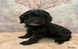 Cockapoo dogs for sale: 🐶*READY NOW*🐶  Stunning show type F1 Cockapoos  - Image 10