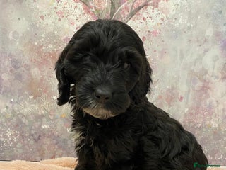 Cockapoo dogs - Advert 20