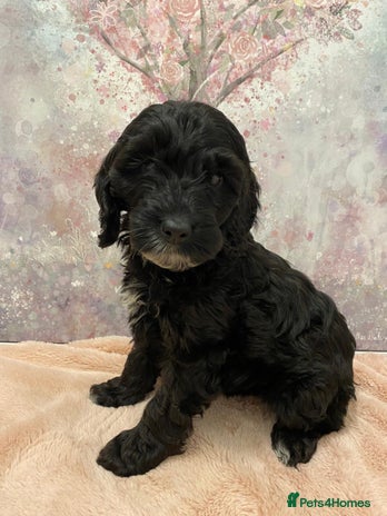 Cockapoo dogs - Advert 10