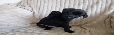 Labrador Retriever 6