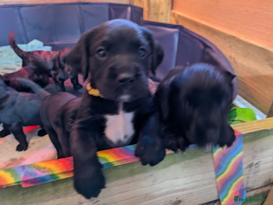 Springador dogs for sale: Springador puppies  - Image 5