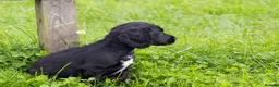 Cocker Spaniel dogs for sale: Stunning Black Cocker Puppies. Ready to leave 🌟 - Advert 11