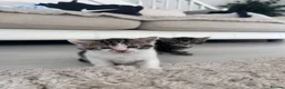 Mixed Breed cats for sale: Kittens for sale  in Carmarthen - Advert 6