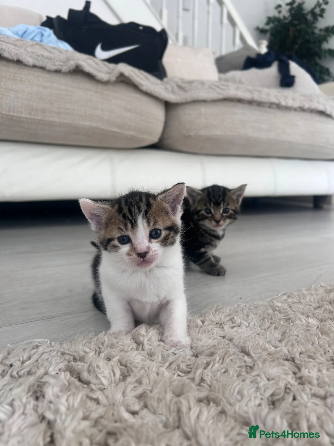 Mixed Breed cats for sale: Kittens for sale  in Carmarthen - Advert 6
