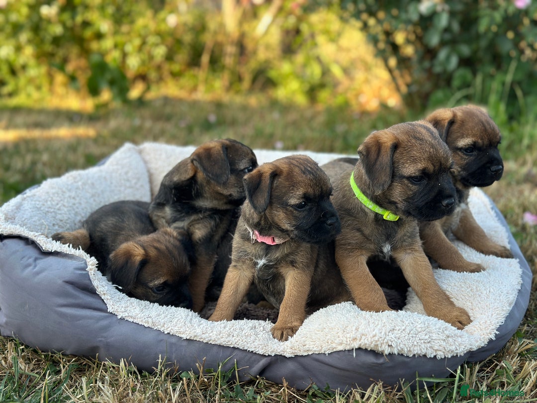 Border Terrier dogs for sale: KC Border Terrier  - Image 12