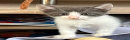 Mixed Breed cats for sale: Princess  - Advert 5