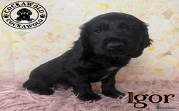 Cocker Spaniel dogs for sale: 🖤 Quality Cocker Spaniels 🖤 Ready Now 🖤 - Image 16