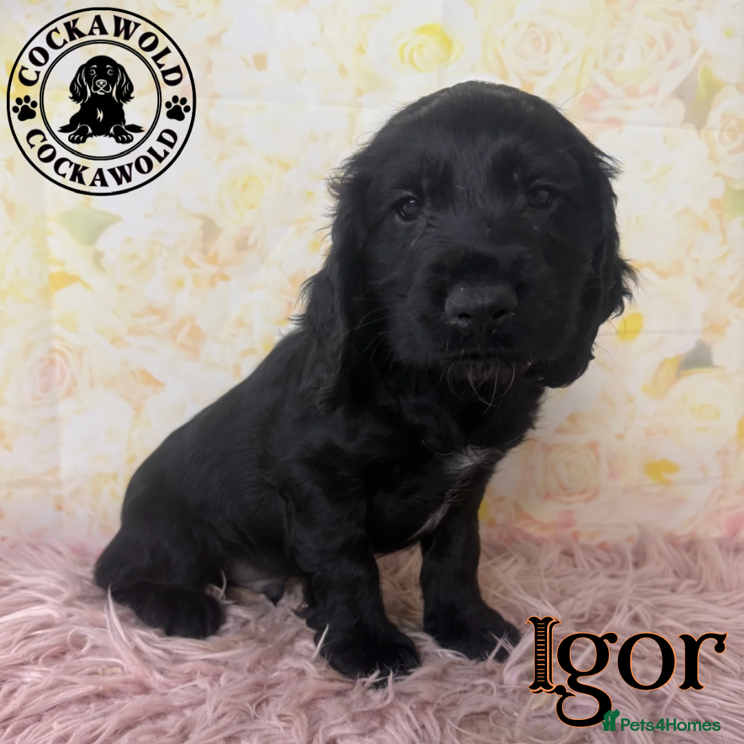 Cocker Spaniel dogs for sale: 🖤 Quality Cocker Spaniels 🖤 Ready Now 🖤 - Image 16