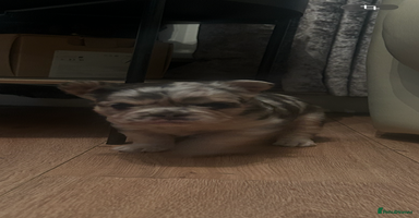 French Bulldog dogs fluffy french bulldogs - Advert 16