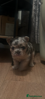 French Bulldog dogs fluffy french bulldogs - Advert 4