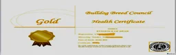 English Bulldog dogs for stud: KC Reg - Deep Red and White -Gold Health Test in Warrington - Advert 9