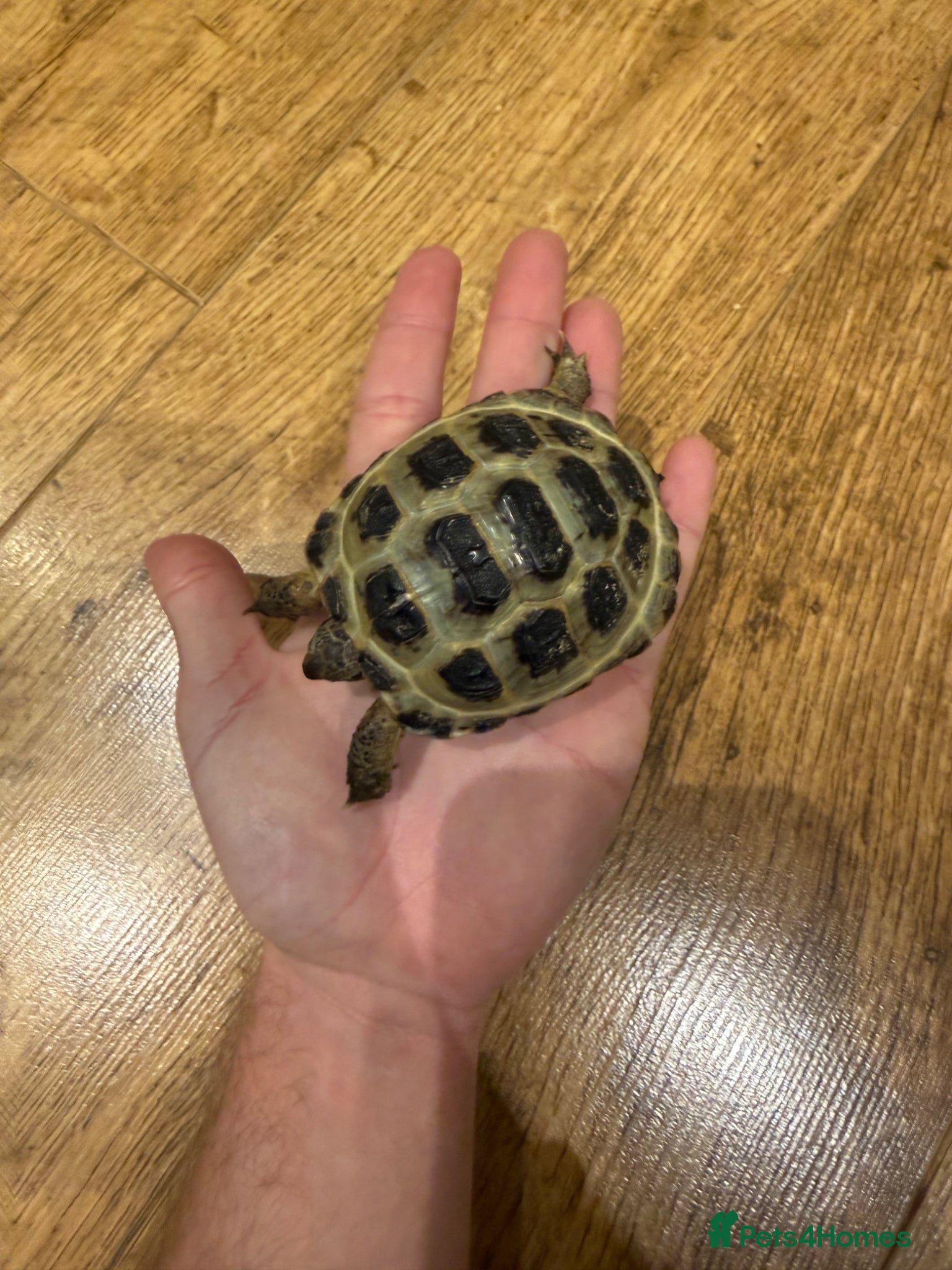 Tortoise reptiles for sale: Horsfield tortoise for sale.  - Advert 1