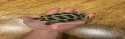 Tortoise reptiles for sale: Horsfield tortoise for sale.  in Dagenham - Advert 1