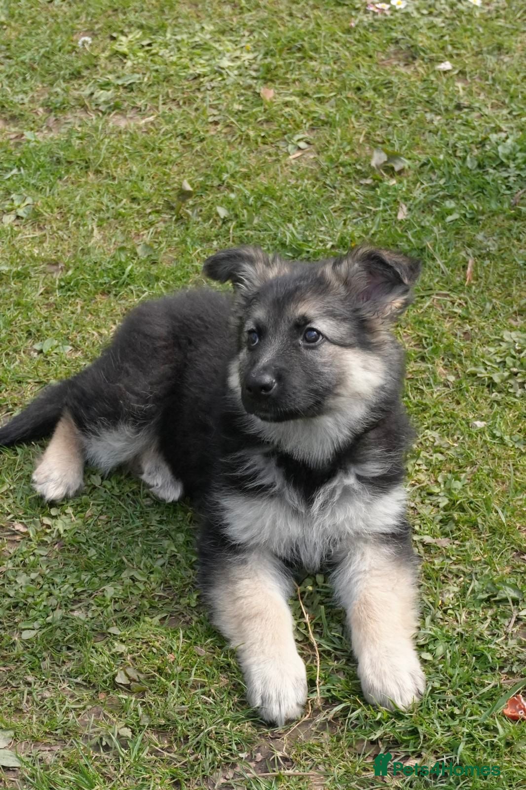 German Shepherd dogs German shepherd puppies - Advert 2