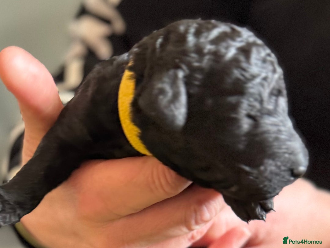 Standard Poodle dogs for sale: Wonderful standard poodle pup’s - Advert 13