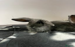 French Lop rabbits for sale: Blue French lopXDutch baby rabbits ready to go now - Image 7