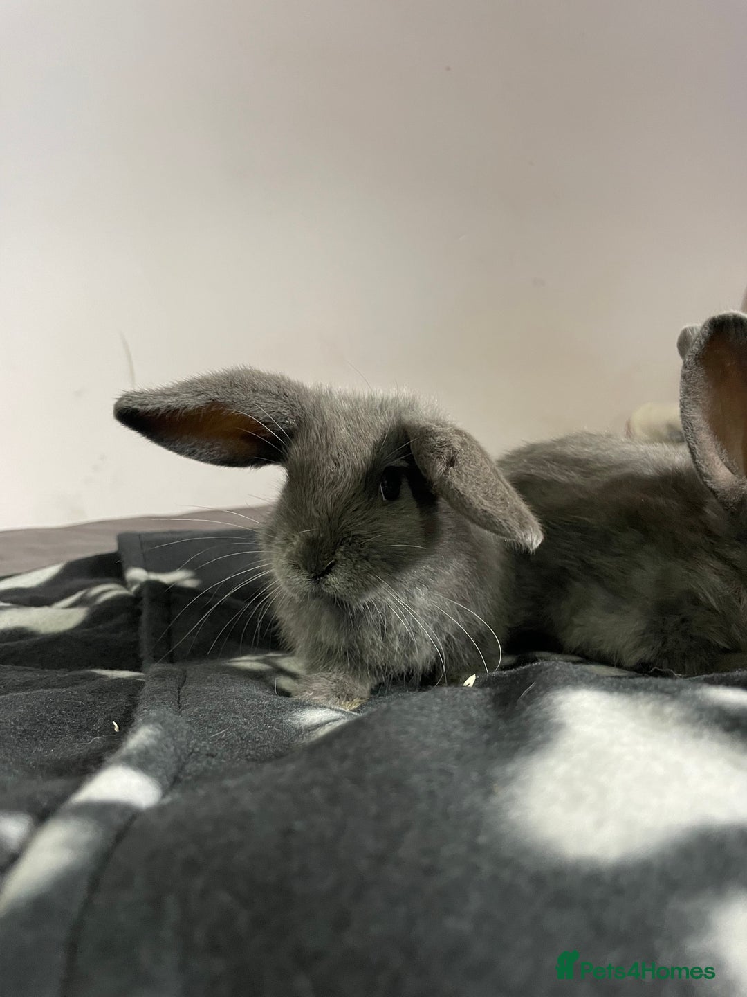 French Lop rabbits for sale: Blue French lopXDutch baby rabbits ready to go now - Image 7
