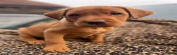 Labrador Retriever dogs for sale: KC Stunning Dark Fox Red Labrador Puppies - Advert 8