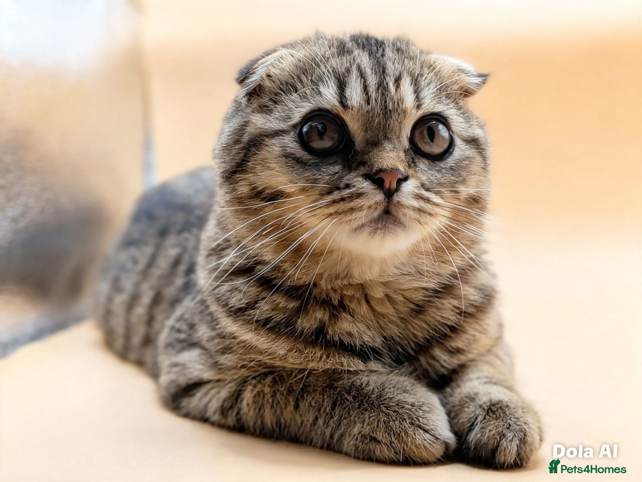 Exotic cats  Exotic Shorthair, Looped Ears, Loving Boy - Advert 1