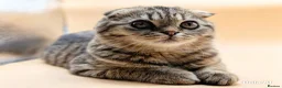 Exotic cats for sale:  Exotic Shorthair, Looped Ears, Loving Boy - Advert 1