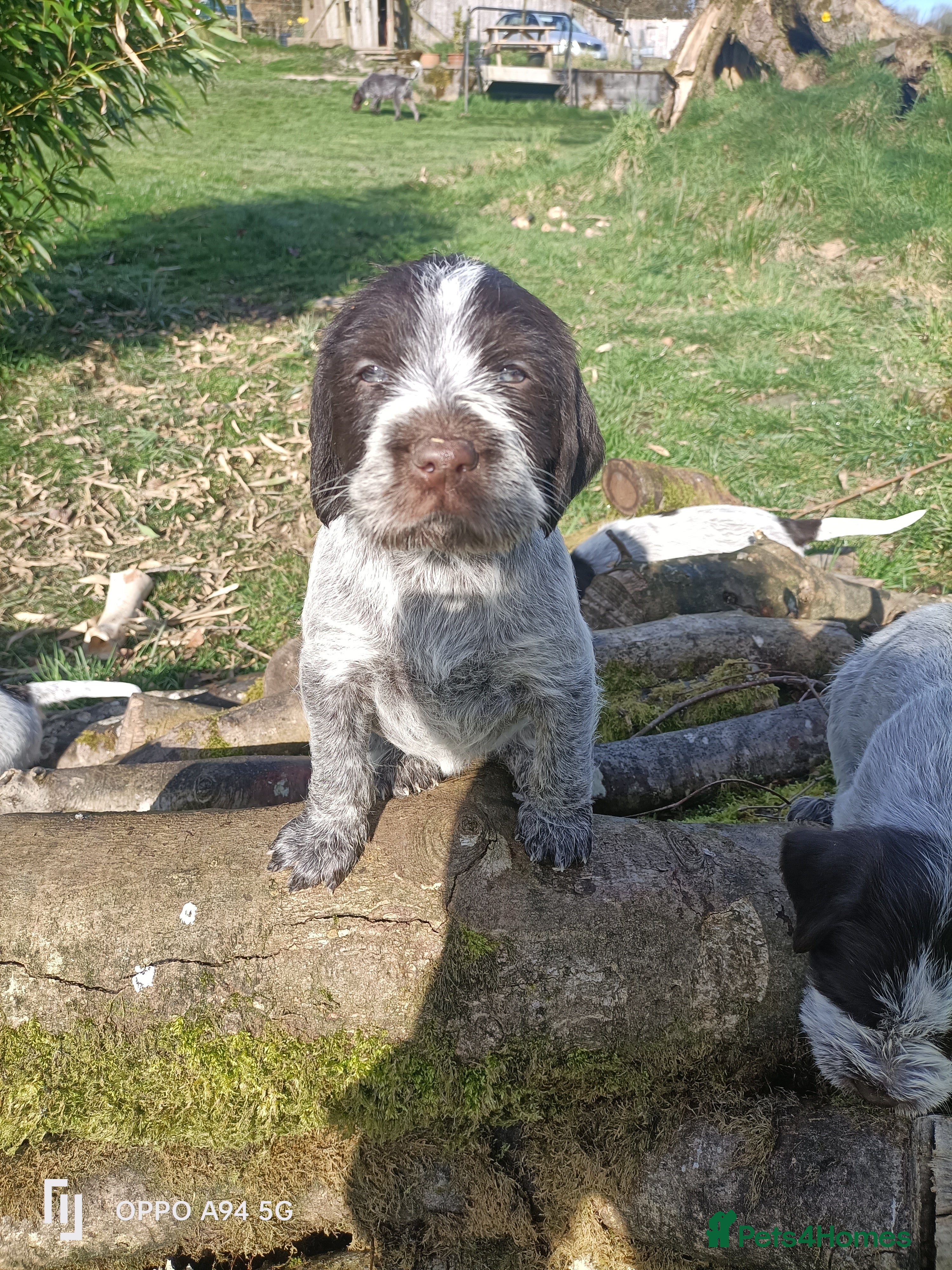 German Wirehaired Pointer dogs BEAUTIFUL CHUNKY KC REG GWP PUPS - Advert 12