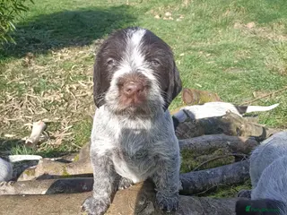 German Wirehaired Pointer dogs BEAUTIFUL CHUNKY KC REG GWP PUPS - Advert 12