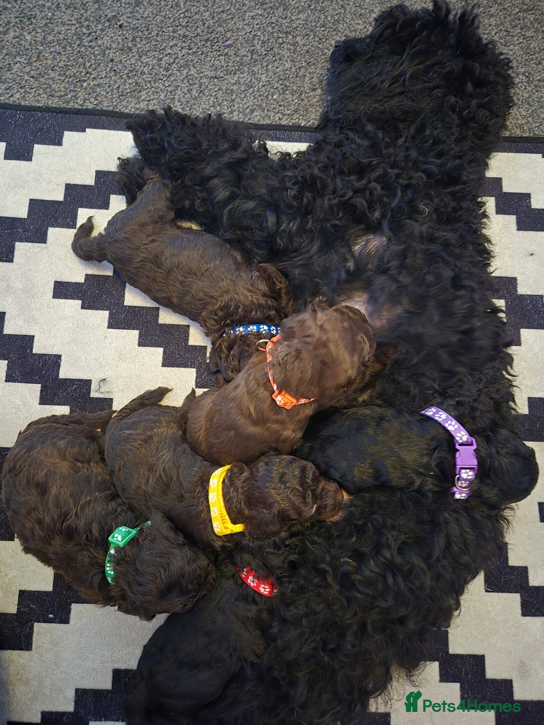 Toy Poodle dogs for sale: Toypoodle  - Image 3