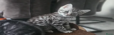 Savannah Kitten 1