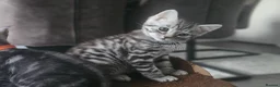 Savannah cats for sale: F3 Savannah Kittens for Sale - Advert 35